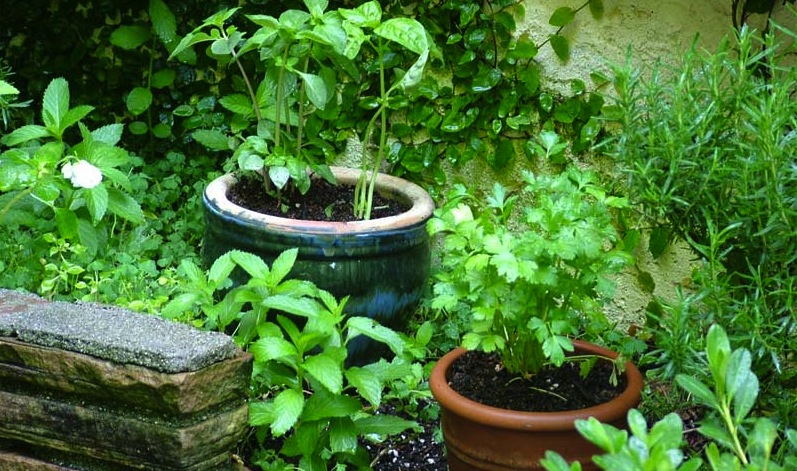 Garden herbs